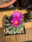 Preview: Thelocactus rinconensis ssp hintonii